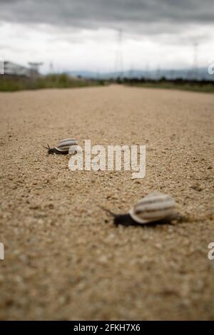 Pair of light brown, striped, snails crossing light gravel footpath Stock Photo