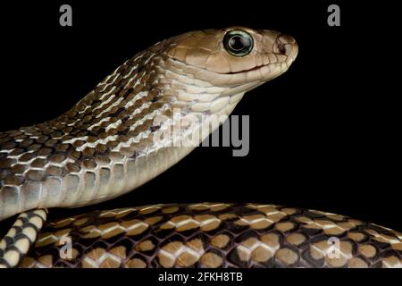 Keeled Rat Snake (Ptyas carinata) Stock Photo