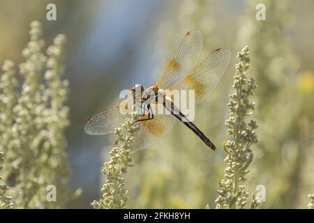 White-Faced Meadowhawk Perched on Sagebrush Stock Photo