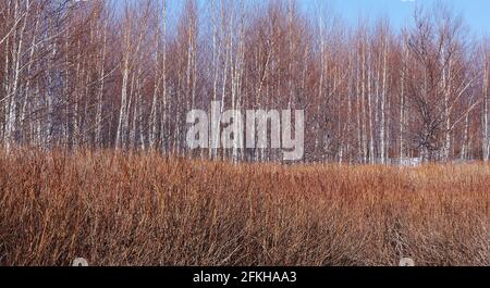 many different trees without leaves and grass Stock Photo