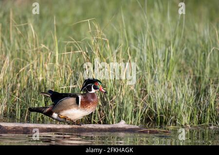 Wood duck (Aix sponsa) drake walking along log in marsh Stock Photo