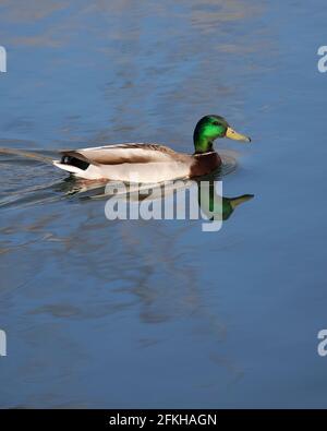 Mallard duck drake (Anas platyrhynchos) swimming in pond Stock Photo