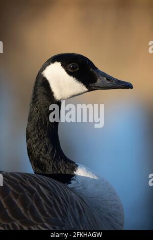 Canada Goose close up (Branta canadensis) Stock Photo
