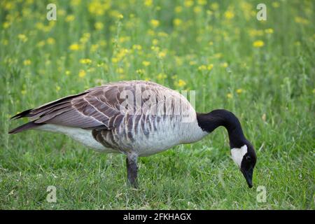 Canada goose feeding on grass in meadow (Branta canadensis) Stock Photo