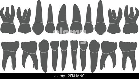 baby teeth - crown and root Stock Vector