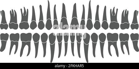 Human tooth Stock Vector