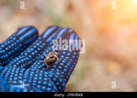 small gray tree frog sits on human arm in black glove. wildlife and nature. Stock Photo