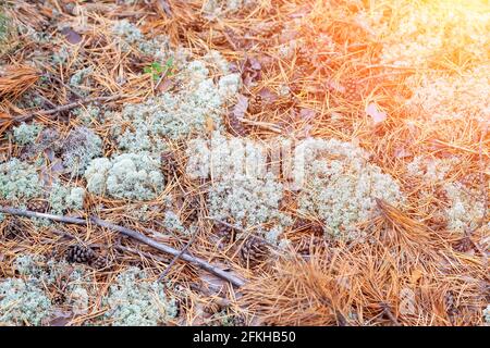 close-up on blue moss on the ground in the forest among the grass and and trees. Natural decorative materials for interior design. Stock Photo