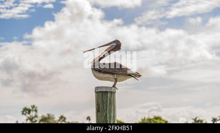 A brown Pelican mid yawn while sitting on top of a wooden pile Stock Photo