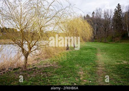 Salix viminalis, the basket willow early springtime show-off in Tukums area Latvia Stock Photo