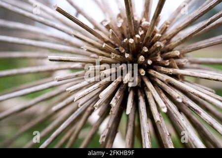 Heracleum mantegazzianum, commonly known as giant hogweed dry seed head in closeup Stock Photo