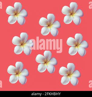 Frangipani flowers on a pink background for scrapbook paper Stock Photo