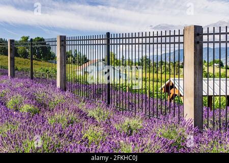 PENTICTON, CANADA - JULY 04, 2020: fence of vine farm with lavender flowers in the foreground Stock Photo