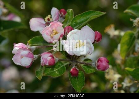 close up of soft apple blossoms and buds on a tree branch Stock Photo