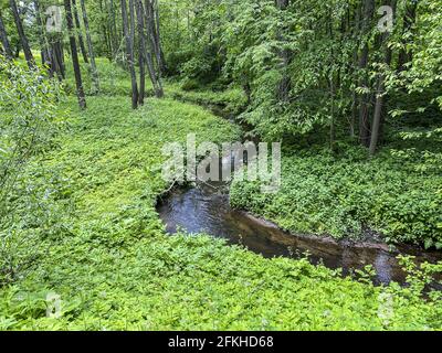 small calm creek in the green forest. summer landscape of deciduous forest Stock Photo