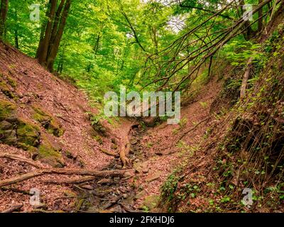 The bottom of the ravine with a forest creek Stock Photo