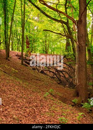 An old dry broken tree lies in the background and on a branch of a standing tree is an improvised swing Stock Photo