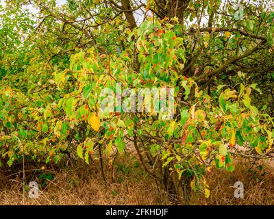 European pear rust (Gymnosporangium sabinae) disease of pears. Identifiable by orange spots on leaves. Stock Photo