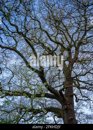 Very old massive Oak tree(Quercus robur) in spring. Young blossoming Wild cherry in the foreground. Stock Photo