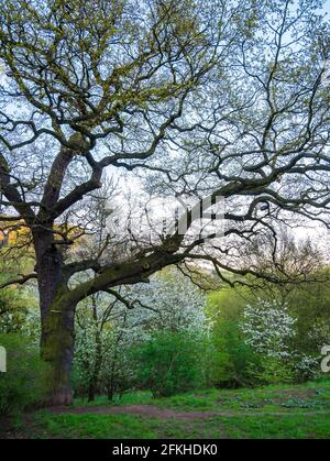 Very old massive oak tree(Quercus robur) in spring, with a growing new leaves Stock Photo