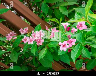 Weigela floribunda - a branch with flowers reaching across a metal fence Stock Photo