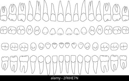 anatomically correct teeth Stock Vector