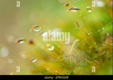 Pure water drops and raindrops in moss and tropical plants. Green natural blurred in the backgrounds. Transparent and bright rain drops. Close-up. Stock Photo