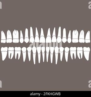 dentition teeth Stock Vector