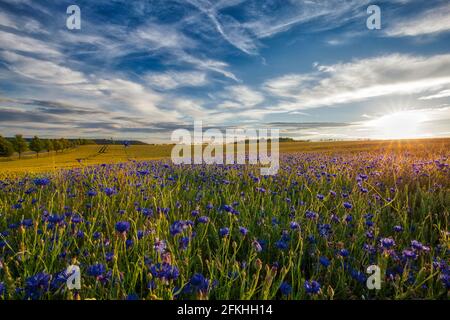 Kornblumen im Sonnenuntergang Harz
