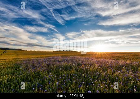 Kornblumen im Sonnenuntergang Harz