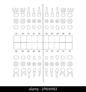 primary tooth note Stock Vector