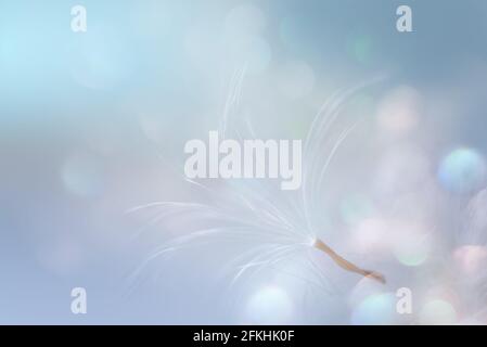 Sunny abstract pastel sky background. Dandelion seed with multi colored bokeh. Stock Photo