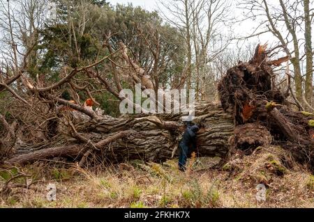 Ireland storm Darwin damages and fallen 400 years old Yew tree in Killarney National Park, County Kerry, Ireland Stock Photo