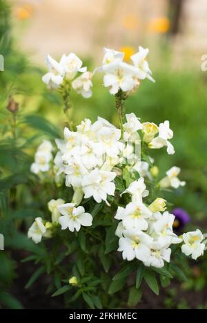White double flowers snapdragon grow in the garden in summer Stock Photo