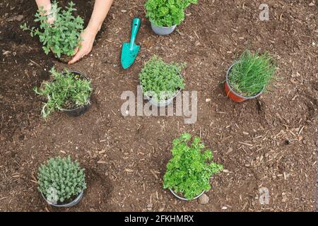 Top-Down of Woman Hand Gardening. Plant Chives, Citrus Thyme, Garden Thyme, Marjoram, Parsley and Rosemary. Stock Photo
