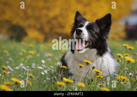 Adorable Border Collie Lies Down in Yellow Dandelion during Spring. Happy Black and White Dog in Meadow full of Flowers. Stock Photo
