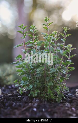 Growing Marjoram Plant in the Garden with Bokeh Background. Origanum Majorana is a Cold-Sensitive Perennial Herb. Stock Photo