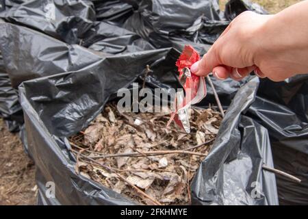 A hand puts a candy wrapper in a black plastic garbage bag. Garbage collection on the streets of the city. Seasonal cleaning of city streets. Cleaning Stock Photo