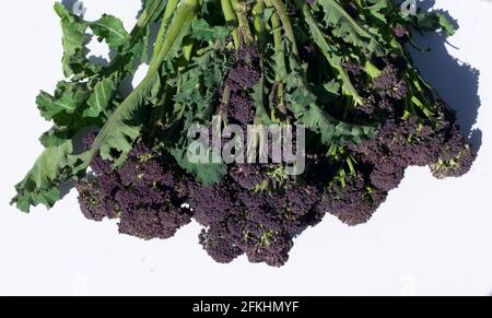 Purple sprouting broccoli against plain white background with copy space. High quality photo Stock Photo