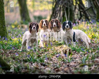 Four Springer Spaniels Stock Photo - Alamy