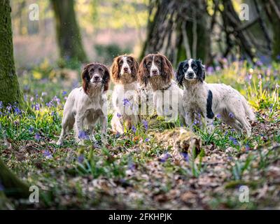 Four springer spaniels in bluebell woods Stock Photo