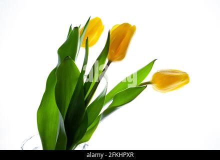 Yellow tulips bouquet isolated on white background. Flower for the light. Bud, stem and leaves. Copy cpace Stock Photo