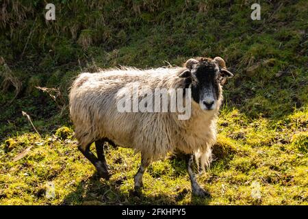 Swaledale sheep and new born lambs in a field in Northumberland in spring time Stock Photo