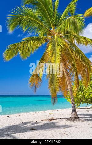 Caribbean beach, Saona island, Dominican Republic Stock Photo