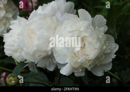 Peony Corinne Wersan.  Double white peony flower. Paeonia lactiflora (Chinese peony or common garden peony). Stock Photo