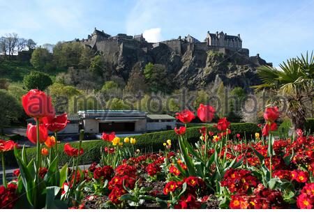 Edinburgh, Scotland, UK. 2nd May 2021. Springtime tulips blooming in the early morning sun in West Princes Street Gardens. View of Edinburgh Castle.  Credit: Craig Brown/Alamy Live News Stock Photo