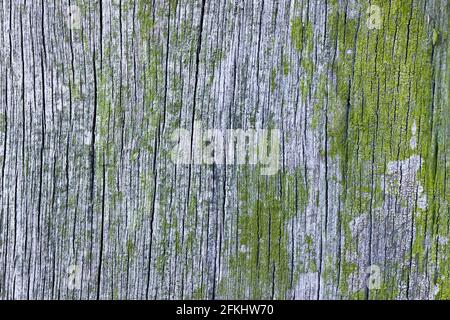 Detail of weathered old wood showing cracking along the grain and some lichen Stock Photo