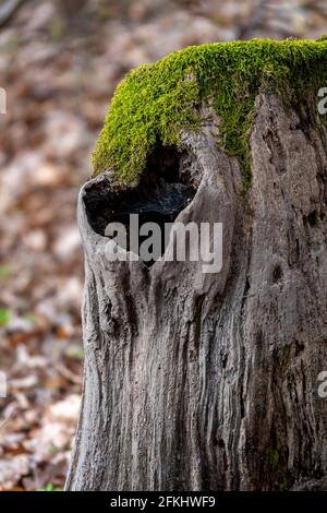 Treenk with moss and a heart shaped hole Stock Photo