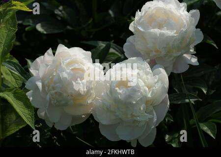 Peony Corinne Wersan.  Double white peony flower. Paeonia lactiflora (Chinese peony or common garden peony). Stock Photo