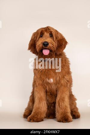 Handsome male apricot or red Australian Cobberdog aka Labradoodle, sitting up facing front. Looking friendly to camera. Black nose, pink tongue out. I Stock Photo